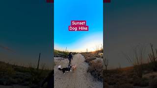 Sunset Dog Hike countrymusic hikingwithdog sunset dogs nature desert explorearizona outdoors [upl. by Salesin]