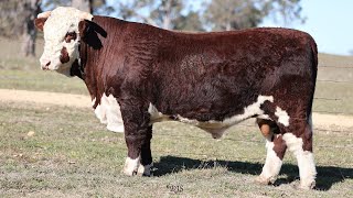 Lot 7 AEVT105 Jindalee 2024 [upl. by Enitsirhc625]