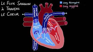 La circulation sanguine dans le cœur [upl. by Fugate]