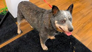 SEVERELY Overweight Cattle Dog Groom [upl. by Hauck]