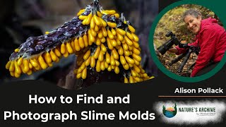 59 Alison Pollack  Finding and Photographing Slime Molds [upl. by Nosnhoj]