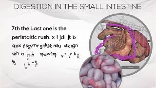 Physiology of Digestive system of cattle  Veterinary medicine Minia University [upl. by Drawoh]