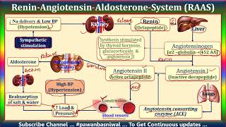 Mechanism of ACE Inhibitors ReninAngiotensinAldosteroneSystem RAAS [upl. by Lisab378]