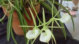 Brassavola nodosa remar x mas mejor at Densies Orchids [upl. by Booth524]