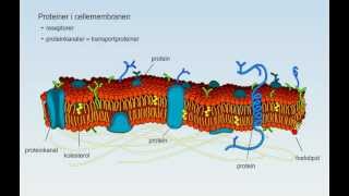 Transport gjennom cellemembran [upl. by Nivrem]