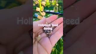 Seed Saving Series Hollyhocks seedsaving hollyhock [upl. by Renner]