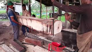 Mahogany Long High Quality Tree Cutting by Skills।Dangerous Hand Used Band Sawmill Cutting Wood [upl. by Bertle]