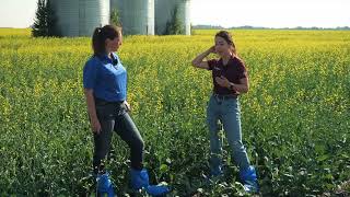 Canola School Leveraging weather station data for better crop management [upl. by Nymsaj633]