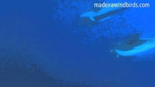 Swimming with Common Bottlenose Dolphin Tursiops truncatus in Madeira Portugal [upl. by Nallek]