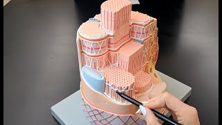 Skeletal Muscle Cell Anatomy  Myofiber and Myofibril Anatomy [upl. by Lasiaf236]