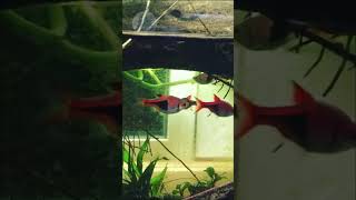 MINI FICHA TECNICA RASBORA ARLEQUIN [upl. by Kilian]