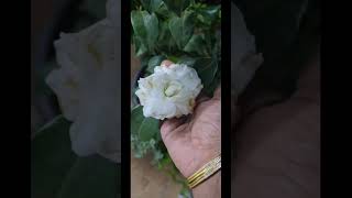 Camellia Azalea flower plantplantsngardens shortsvideo [upl. by Nyrual]