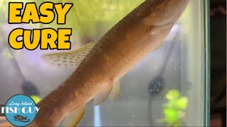 How To Treat DROPSY In Fish [upl. by Puritan758]