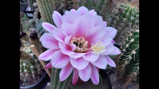 Trichocereus Hybrid x Hildewintera EOS  AURORA Cactus Jerk S1E414 [upl. by Skutchan630]