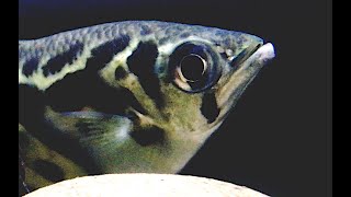 ゼブラアーチャーフィッシュ Clouded archerfish Toxotes blythii [upl. by Terryn]