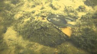 Plain Pocketbook Freshwater Mussel Displaying Lure  Manchester University Environmental Studies [upl. by Abdulla]