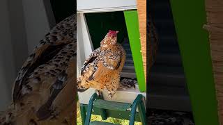 Show us the slo mo Flopsie animalshorts animallover chickens [upl. by Wellington786]