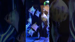 Cool Brackish Water Fish shorts fishkeeper fishtank fish aquarium brackish petfish [upl. by Jone]