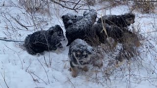 20 degrees 7 puppies trembling and desperately calling for their mother on the mountain top [upl. by Aldwin]