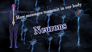 Inside your BrainNeurons how messages transmits from 1 place to another in our body [upl. by Saffian]