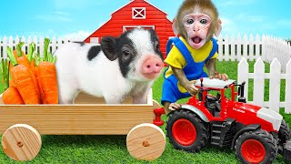 KiKi Monkey amp piglet drive truck harvest fruits then eat watermelon with ducklings KUDO ANIMAL KIKI [upl. by Akiehsat608]