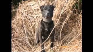 Patterdale Terriers Hunting in ireland [upl. by Tomchay]