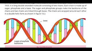 Nucleic acids amp Vitamins [upl. by Aihsekin]