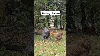 How do chickens kiss chicken farmlife shorts [upl. by Nalek]