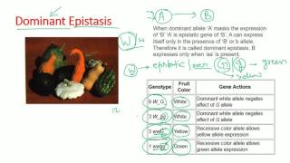 Epistasis types  dominant recessive double dominant dominant recessive epistasis [upl. by Kacerek]