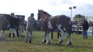 Buckham Fair 2015  Martin Clunes with his Clydesdale Horses [upl. by Kerin]