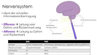 Nervensystem  Einführung für Biologie und Medizin [upl. by Alana]