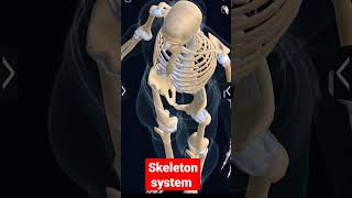 HUMAN SKELETON SYSTEM IN 3D 3d 3danimation bones viral shorts short [upl. by Israel]