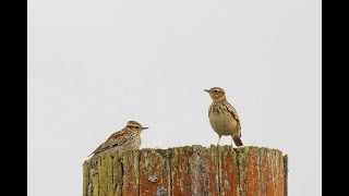 Woodlark Bury Bottom Suffolk 30324 [upl. by Hutson992]