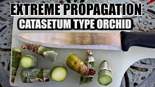 EXTREME PROPAGATION 101  CATASETUM ORCHID [upl. by Amsirp211]