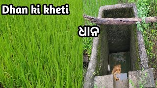 Dhan ki kheti  Odisha village life vlogs  Odisha village life  Odisha village  Odia vlog [upl. by Nnaecarg]