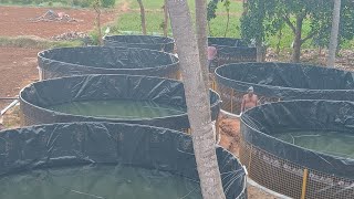 Biofloc fish farming 7 Tank Government project fishing fish viral central government 8610974876 [upl. by Derry93]