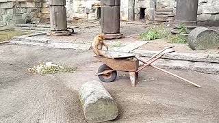 Berberaffen auf der Schubkarre  Barbary macaque at the wheelbarrow [upl. by Aneelak]