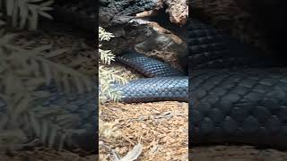 rosebudadventures123 Red Bellied Black Snake australianature [upl. by Asik603]