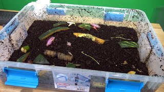 How to Build Indoor Worm Farm for Red Wiggler Compost Worms Fish Food Live Culture Vermiculture [upl. by Boarer46]