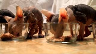 Chatons sphynx gourmands  Hungry sphynx kittens [upl. by Yuzik]