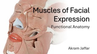 Muscles of Facial Expression  Functional Anatomy [upl. by Jak]