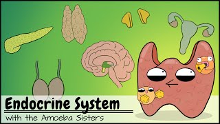 Endocrine System [upl. by Winthrop765]