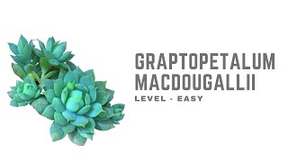 GRAPTOPETALUM MACDOUGALLII  CARE TIPS [upl. by Ayotyal]