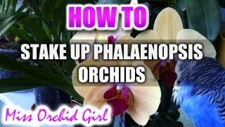 How to stake up Orchids Part 1 Phalaenopsis Orchids [upl. by Eelrehpotsirhc972]