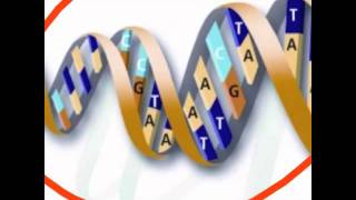 The relationship between nucleus chromosome dna genes and alleles [upl. by Tteragram]