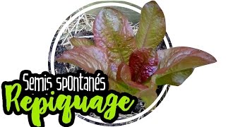 🌿 PERMACULTURE  Comment repiquer ses semis spontanés salade [upl. by Crandale]