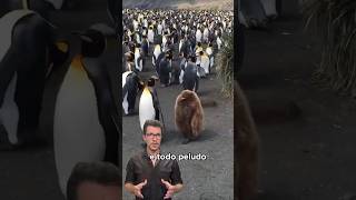 Esse penguim é marrom 🤔 [upl. by Corder]