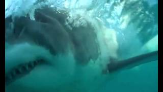 Shark Cage Diving Gansbaai South Africa [upl. by Arlena]