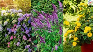 20 Shrubs that Bloom All Year  Year Round Shrubs According to Season [upl. by Sargent767]