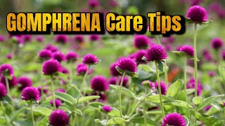 GROWING GOMPHRENA  GLOBE AMARANTH  How to Care Gomphrena Plant [upl. by Neeoma]